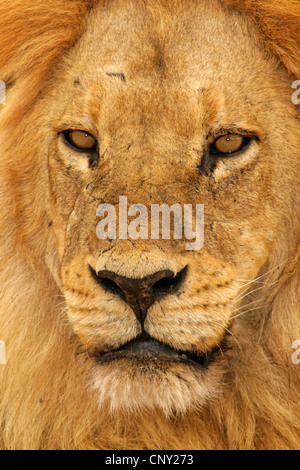 Löwe (Panthera Leo), Porträt, Botswana Chobe-Nationalpark Stockfoto