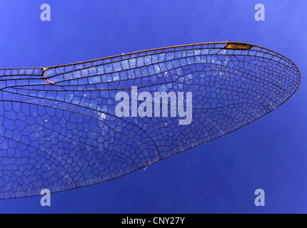 blau-grünes Darner, südlichen Aeshna, südlichen Hawker (Aeshna Cyanea), Detail des Flügels einer Libelle, Deutschland Stockfoto