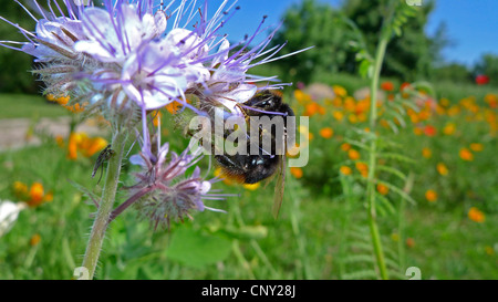 Biene Essen, Rainfarn Skorpion-Weed (Phacelia Tanacetifolia), bescheidene Biene auf einer Blume, Deutschland Stockfoto
