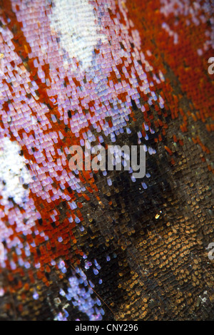 Pfau Motte, Pfau (Inachis Io, Nymphalis Io), Detail von einem Flügel eines Schmetterlings, Deutschland Stockfoto