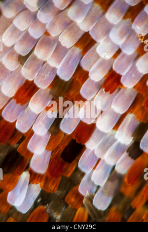 Pfau Motte, Pfau (Inachis Io, Nymphalis Io), Detail von einem Flügel eines Schmetterlings, Deutschland Stockfoto