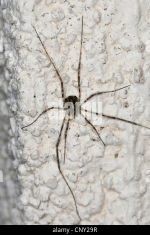 Harvestman (Lacinius Dentiger), sitzt an einer Hauswand Stockfoto