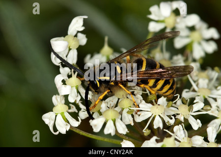 Baum Wespe (Dolichovespula Sylvestris), männliche auf Blüten saugen Nektar, Deutschland Stockfoto