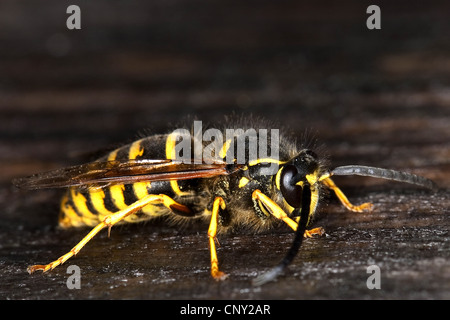 Baum Wespe (Dolichovespula Sylvestris), männliche sitzen auf abgestorbenem Holz, Deutschland Stockfoto