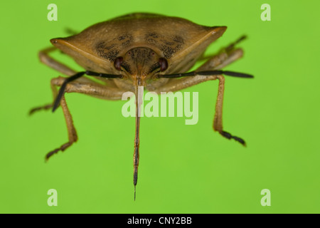 Stink Bug (Carpocoris Fuscispinus), Vorderansicht mit dem Rüssel klar erkennbar Stockfoto