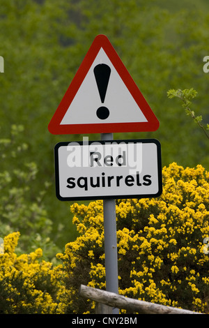 Europäische Eichhörnchen, eurasische Eichhörnchen (Sciurus Vulgaris), Schilder Warnung der roten Eichhörnchen crossing Road, Großbritannien, Schottland Stockfoto