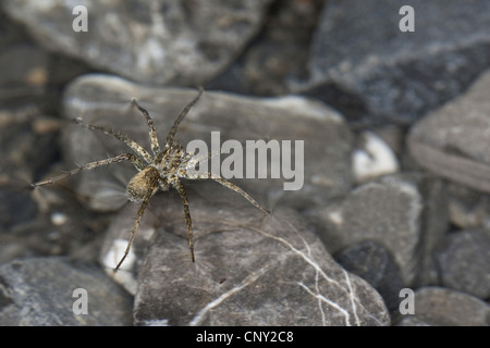 dünnen Beinen Wolf Spinnen, Wolf Spinnen, Spinnen (Pardosa spec.), zu Fuß auf der Wasseroberfläche gemahlen Stockfoto
