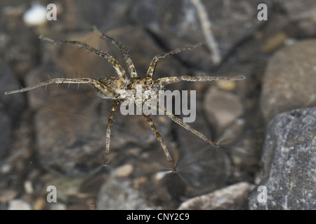dünnen Beinen Wolf Spinnen, Wolf Spinnen, Spinnen (Pardosa spec.), zu Fuß auf der Wasseroberfläche gemahlen Stockfoto