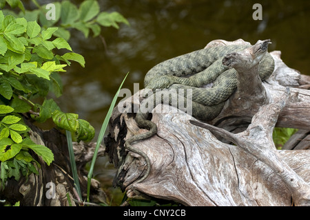 Würfel-Schlange (Natrix Tessellata), liegend auf einem Ast, Deutschland Stockfoto