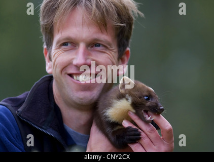 Europäischen Baummarder (Martes Martes), gewöhnt an Menschen beißen die Hand eines Mannes, Großbritannien, Schottland, Cairngorm National Park Stockfoto