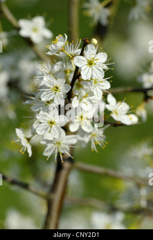 Schlehe, Schlehe (Prunus Spinosa), blühenden Zweig, Germany, North Rhine-Westphalia, NSG Dingdener Heide Stockfoto