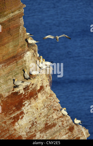 Basstölpel (Sula Bassana, Morus Bassanus), nistet in der Felswand der Vögel Rock, Deutschland, Schleswig-Holstein, Helgoland, Helgoland Stockfoto