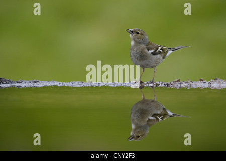 Buchfinken (Fringilla Coelebs), weibliche spiegelt sich im Pool, Großbritannien, Schottland, Cairngorm National Park Stockfoto