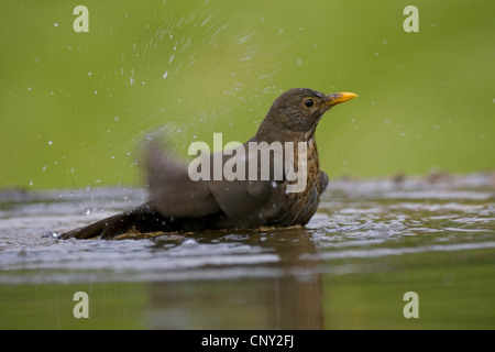 Amsel (Turdus Merula), weibliche Baden im Garten Schwimmbad, Großbritannien, Schottland, Cairngorm National Park Stockfoto