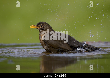 Amsel (Turdus Merula), weibliche Baden im Garten Schwimmbad, Großbritannien, Schottland, Cairngorm National Park Stockfoto