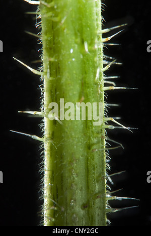 Brennnessel (Urtica Dioica), sprießen mit Brennnesselpflanzen Haare, Deutschland Stockfoto