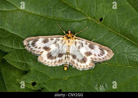 Kleine Elster (Eurrhypara Hortulata, Eurrhypara Urticata Eurrhypara Urticalis), sitzt auf einem Blatt, Deutschland Stockfoto