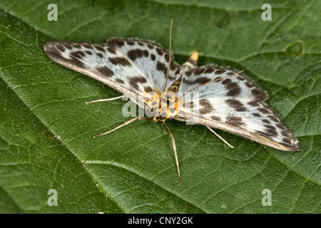 Kleine Elster (Eurrhypara Hortulata, Eurrhypara Urticata Eurrhypara Urticalis), sitzt auf einem Blatt, Deutschland Stockfoto