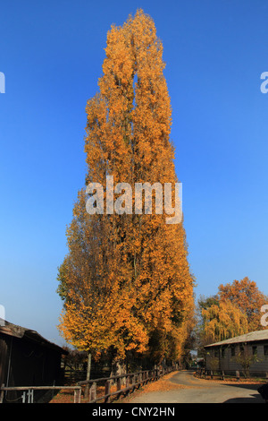 Lombardei-Pappel (Populus Nigra var. Italica, Populus Nigra 'Italica', Populus Italica, Populus Nigra Italica), Baum-Zeile an Straße Grenze, Deutschland Stockfoto