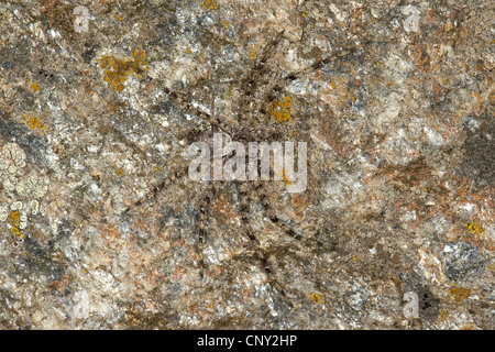 Philodromus (Philodromus Margaritatus), sitzt auf einem Felsen gut getarnt, Deutschland Stockfoto