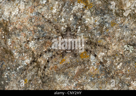 Philodromus (Philodromus Margaritatus), sitzt auf einem Felsen gut getarnt, Deutschland Stockfoto