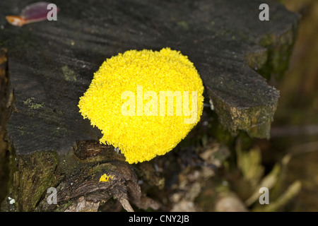 Schwefel-Schleim-Pilz (Fuligo Septica), Schleim Schimmel auf Totholz, Deutschland Stockfoto