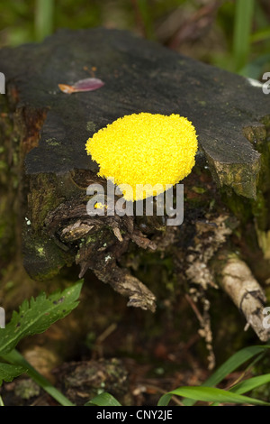 Schwefel-Schleim-Pilz (Fuligo Septica), Schleim Schimmel auf Totholz, Deutschland Stockfoto