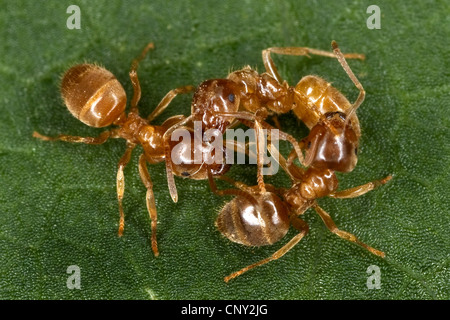 Hügel, Ameise, gelbe Ameise, gelbe Wiese Ameise, gelben Rasen Ameisen (Lasius Flavus), drei Insekten beurlaubt, Deutschland Stockfoto