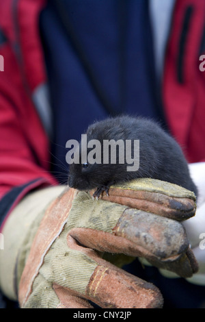 Europäische Wasser-Wühlmaus, nördlichen Schermaus (Arvicola Terrestris), Wissenschaftler untersucht ein Hochland Schermaus, Großbritannien, Schottland, Cairngorm National Park Stockfoto