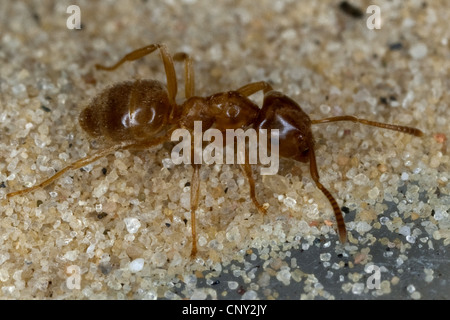 Hügel, Ameise, gelbe Ameise, gelbe Wiese Ameise, gelben Rasen Ameisen (Lasius Flavus), gehen auf Sand, Deutschland Stockfoto