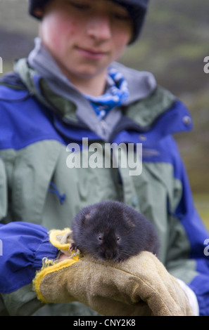 Europäische Wasser-Wühlmaus, nördlichen Schermaus (Arvicola Terrestris), Wissenschaftler untersucht ein Hochland Schermaus, Großbritannien, Schottland, Cairngorm National Park Stockfoto