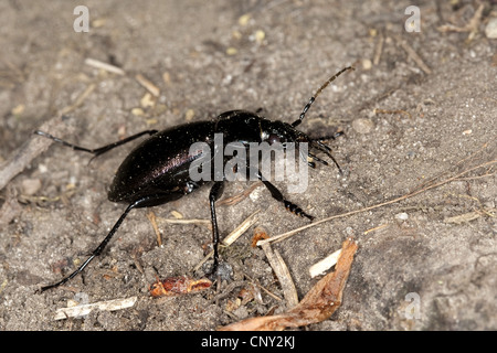 Wald-Boden-Käfer (Carabus Nemoralis), sitzen auf dem Boden, Deutschland Stockfoto