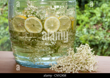 Europäischen schwarz elder, Holunder, gemeinsame Holunder (Sambucus Nigra), Glas voll von selbstgemachten Sirup: Blüten werden in ein Glas und links zusammen mit Wasser, Zitrone Scheiben, Zitronensäure und Zucker, Deutschland zu zeichnen Stockfoto