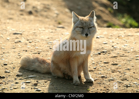 Corsac Fuchs (Vulpes Corsac), sitzen auf dem Boden Stockfoto
