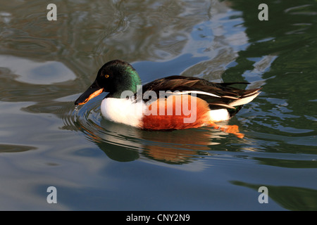 nördliche Schauﬂer (Anas Clypeata), Schwimmen, Männlich, Deutschland Stockfoto