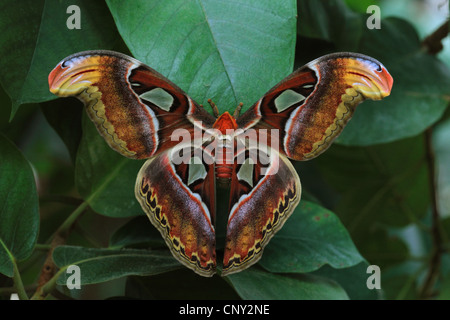 Atlas-Motte (Attacus Atlas), sitzt auf einem Blatt Stockfoto