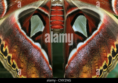 Atlas-Motte (Attacus Atlas), detail Stockfoto