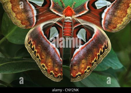 Atlas-Motte (Attacus Atlas), sitzt auf einem Blatt, detail Stockfoto