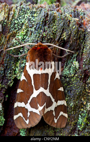 Der braune Bär (Arctia Caja), sitzen auf Rinde, Deutschland, Schleswig-Holstein Stockfoto