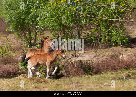 Exmoor Pony (Equus Przewalskii F. Caballus), Fohlen, stehend auf Dünen, Deutschland, Schleswig-Holstein Stockfoto