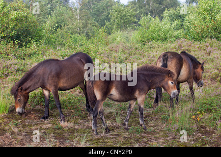 Exmoor Pony (Equus Przewalskii F. Caballus), Stute mit Fohlen weiden auf Dünen, Deutschland, Schleswig-Holstein Stockfoto