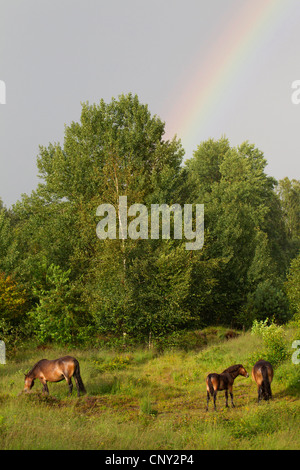 Exmoor Pony (Equus Przewalskii F. Caballus), Stute mit Fohlen mit Regenbogen, Deutschland, Schleswig-Holstein Stockfoto