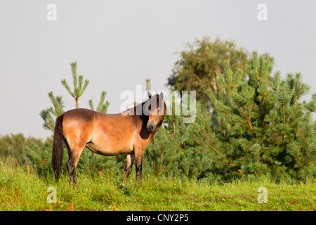 Exmoor Pony (Equus Przewalskii F. Caballus), Mare auf einer Wiese, Deutschland, Schleswig-Holstein Stockfoto