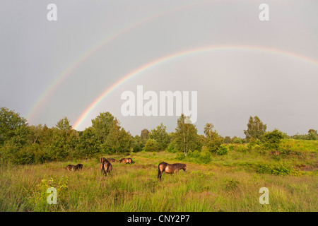 Exmoor Pony (Equus Przewalskii F. Caballus), Stute mit Fohlen mit Regenbogen, Deutschland, Schleswig-Holstein Stockfoto