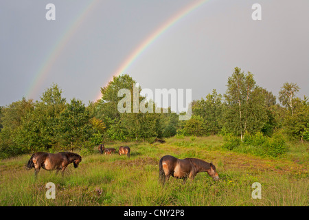 Exmoor Pony (Equus Przewalskii F. Caballus), Stute mit Fohlen mit Regenbogen, Deutschland, Schleswig-Holstein Stockfoto