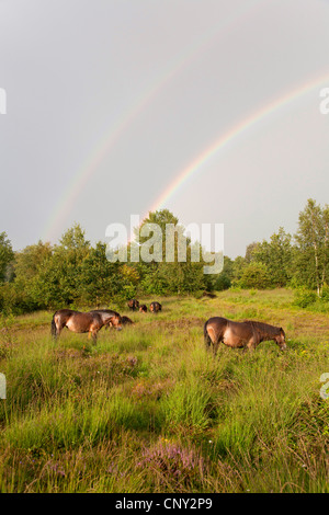 Exmoor Pony (Equus Przewalskii F. Caballus), Stute mit Fohlen mit Regenbogen, Deutschland, Schleswig-Holstein Stockfoto