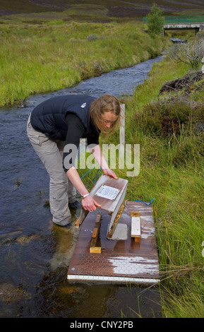 Europäische Wasser-Wühlmaus, nördlichen Schermaus (Arvicola Terrestris), Wissenschaftler, die Einrichtung ein Nerz Floß im Rahmen der Cairngorms Schermaus Erhaltung Projekt, Großbritannien, Schottland, Cairngorm National Park Stockfoto