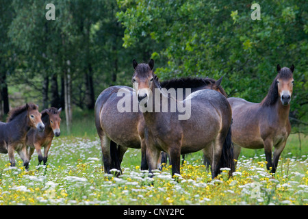 Exmoor Pony (Equus Przewalskii F. Caballus), Stuten mit Fohlen auf einer Wiese, Deutschland, Schleswig-Holstein Stockfoto