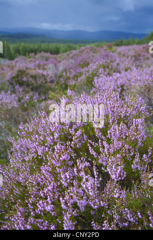 Heather, Ling (Calluna Vulgaris) blüht, Großbritannien, Schottland, Cairngorm National Park Stockfoto