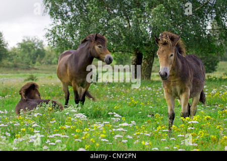 Exmoor Pony (Equus Przewalskii F. Caballus), Stute mit Fohlen auf einer Wiese, Deutschland, Schleswig-Holstein Stockfoto